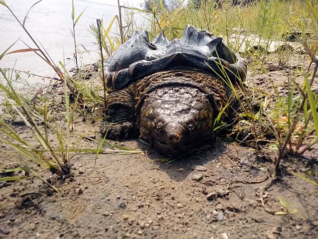 Sinh vật kỳ quái này sau đó đã được xác định là một con rùa lai cá sấu. Đây là loài rùa nước ngọt nặng nhất thế giới.