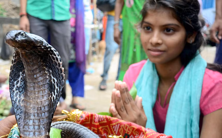 Người theo đạo Hindu cầu nguyện cho một chú rắn hổ mang tại lễ hội Nag Panchami ở Allahabad, Ấn Độ.