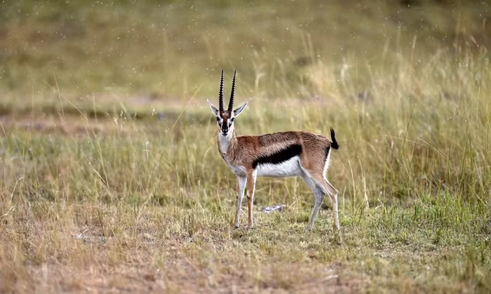 Linh dương gazen đứng dưới mưa trong vườn quốc gia Masai Mara ở Kenya.