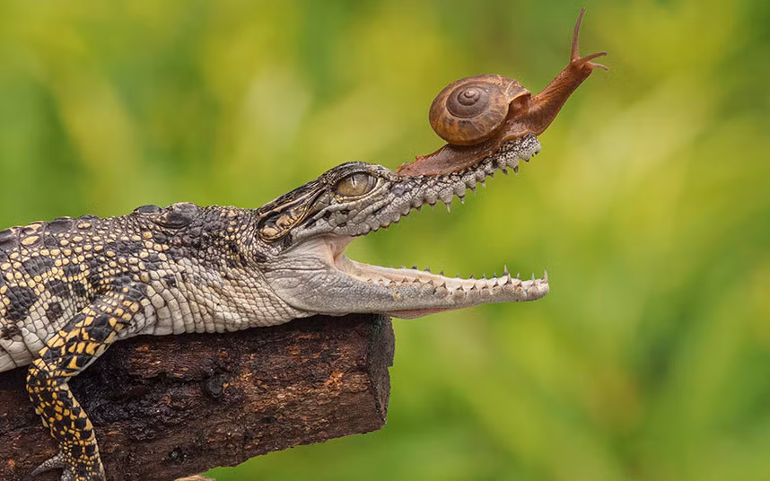 Nhiếp ảnh gia Andri Priyadi đã ghi được cảnh ốc sên cả gan bò lên mũi cá sấu hung dữ đang nằm nghỉ trên cành cây ở Jakarta, Indonesia.