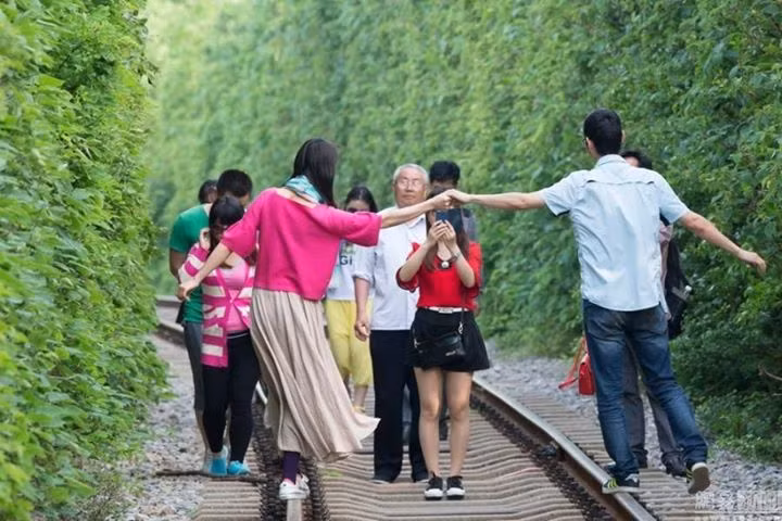 Không chỉ các bạn trẻ, cặp đôi đang yêu mà những người lớn tuổi cũng tới đường hầm xanh mướt ở Nam Kinh để tham quan và chụp ảnh.