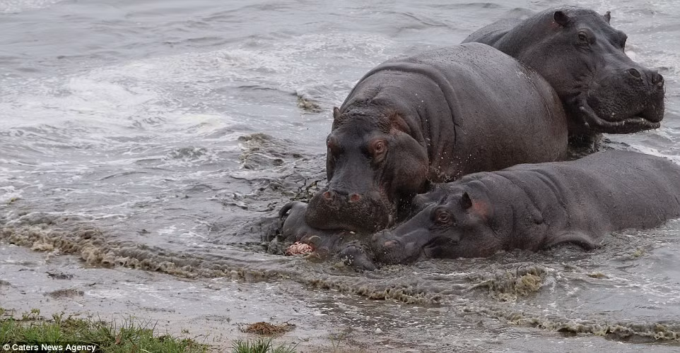 Đàn hà mã trưởng thành lao vào cắn xé hà mã con khiến máu chảy nhuộm đỏ nước.