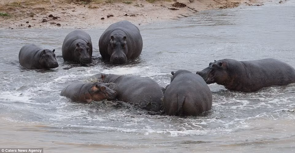 Những con hà mã to lớn vây quanh con hà mã nhỏ và lao vào tấn công.