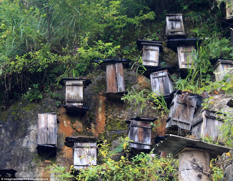 Sáng kiến bảo tồn ong độc đáo của người dân tại khu bảo tồn thiên nhiên Shennongjia.