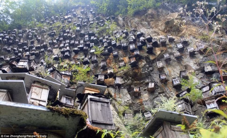 Khu bảo tồn thiên nhiên Shennongjia với khoảng hơn 1.000 loài động và thực vật là nguồn cung cấp thức ăn tự nhiên dồi dào cho ong