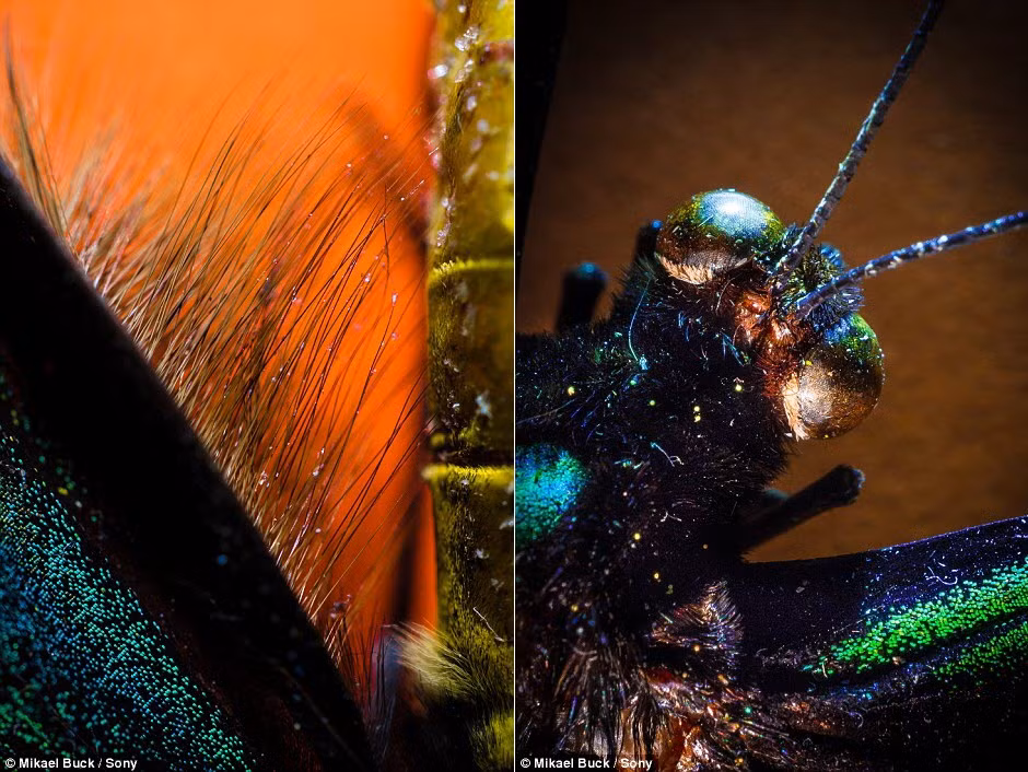 Bức ảnh cho thấy rõ những sợi lông trên cánh của một con bướm cánh xanh (trái) và phần đầu của nó.