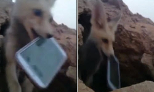 Cao sa mac lau ca trom dien thoai du khach-Hinh-2