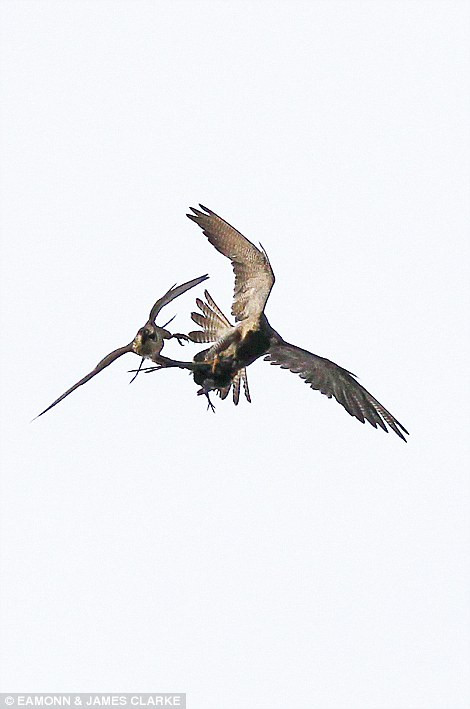 Cuộc không chiến quyết liệt giữa hai con chim ưng được một người qua đường ghi lại ở Salford.