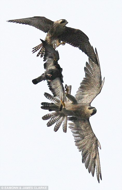 Hai con chim ưng cố gắng giằng xé con mồi về phía mình.
