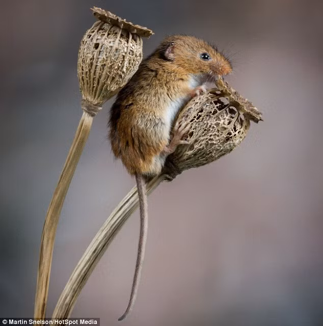 Chuột đồng nhỏ bị trượt chân, nhưng sau đó nó đã nhanh chóng leo trở lại lên đỉnh bông hoa khô.