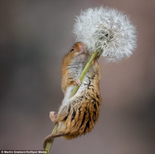 Bức ảnh động vật đáng yêu ghi cảnh chuột đồng leo lên thân cây bồ công anh ở Ashton-in-Makerfield, Cheshire, Anh.