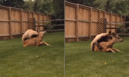 Kinh hai gau an thit huou trong vuon nha