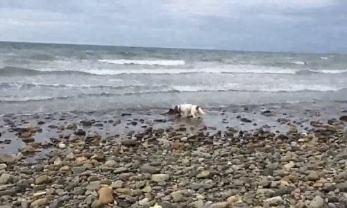 Xem cho giup cuu song ca heo mac can