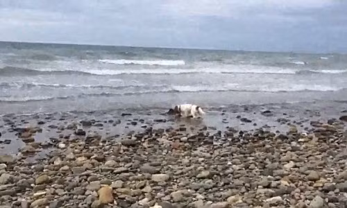 Xem cho giup cuu song ca heo mac can