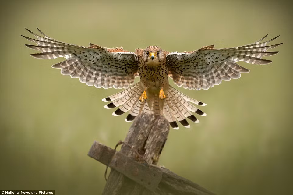 Chim cắt đậu xuống cổng gỗ.