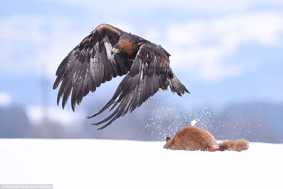 Quyết chiến giữa cáo và đại bàng vàng. Ảnh: Robin Claydon