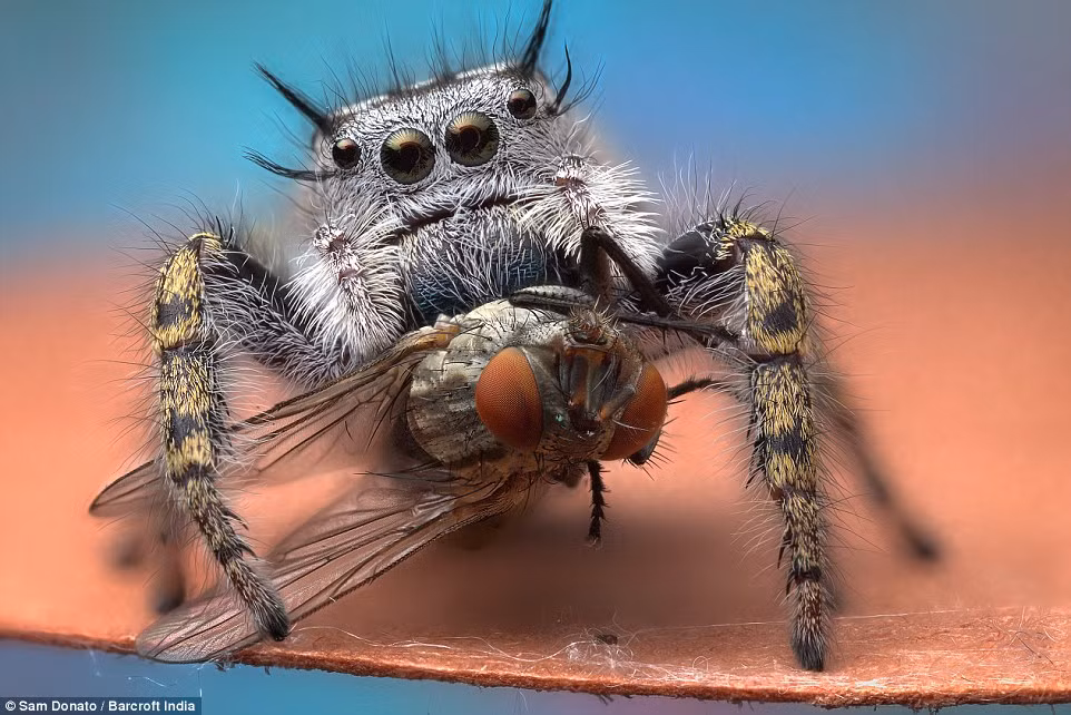 Nhện Phidippus mystaceus trông rất đáng sợ với cơ thể đầy lông và cặp mắt dữ tợn.
