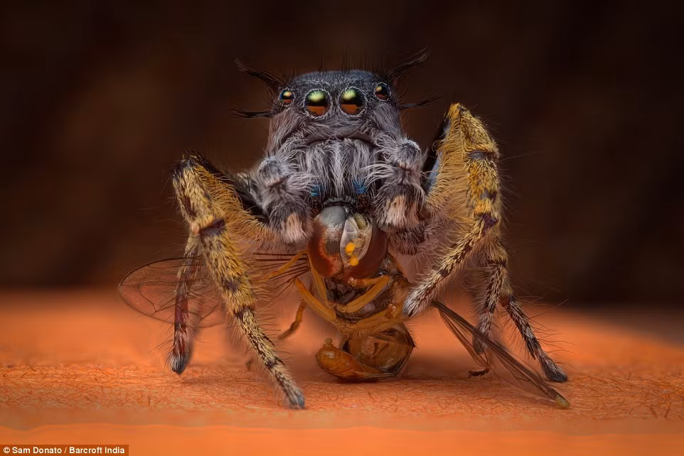 Nhiếp ảnh gia Sam Donato tiết lộ một trong những bí quyết để chụp được những bức ảnh này là ‘thỏa hiệp’. Nếu những con nhện được tạo điều kiện thoải mái, chúng sẽ đứng yên để bạn chụp hình.
