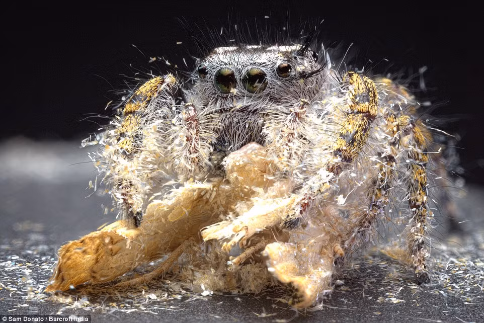 Nhện xé xác một con bướm đêm.