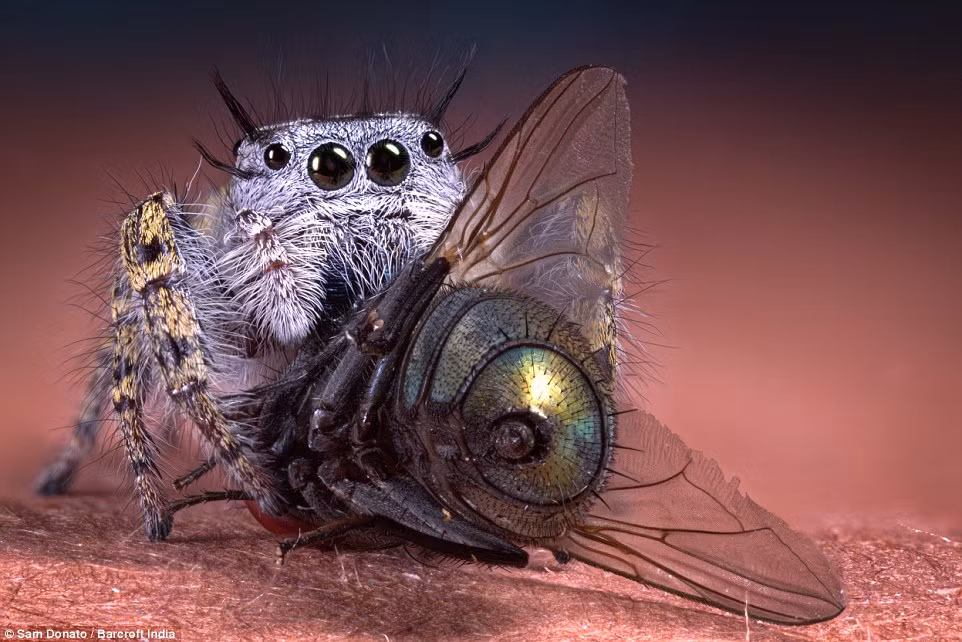 Cận cảnh một con nhện Phidippus mystacus ngấu nghiến con ruồi nhà mà nó bắt được.