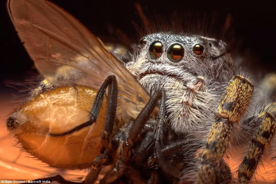 Những bức ảnh này đã lột tả phần nào cuộc sống bí ẩn của loài động vật 8 chân.