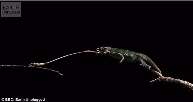 Tắc kè hoa báo phóng chiếc lưỡi dài gần gấp 2 lần cơ thể của nó.