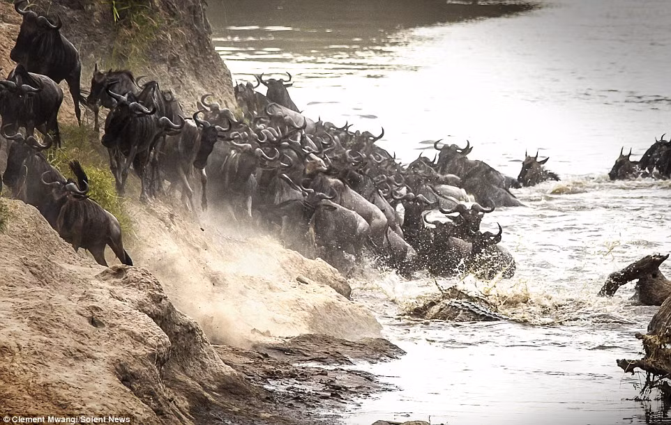 Sau khi giết chết con mồi, cá sấu thường giấu nó ở bờ sông để ăn dần.