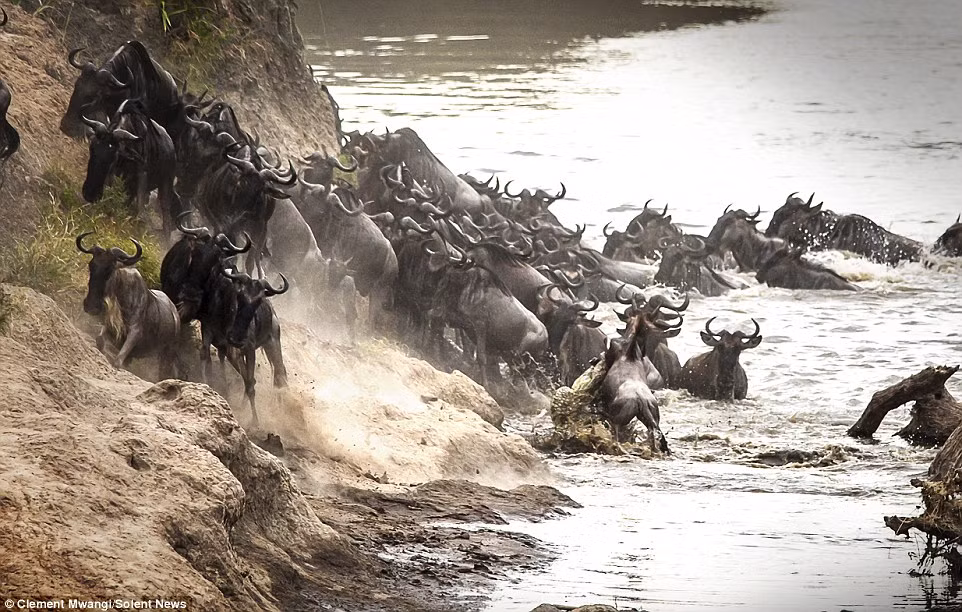 Đàn linh dương bất lực nhìn đồng loại của chúng bị cá sấu ăn thịt.