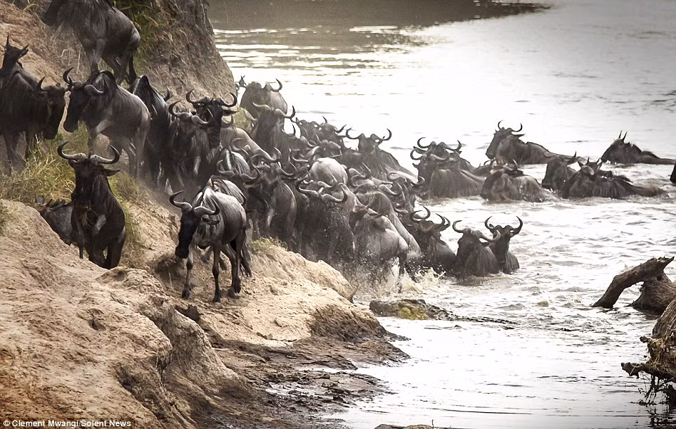 Đàn linh dương bắt đầu trở nên hoảng loạn khi thấy cá sấu săn mồi xuất hiện trên mặt nước.