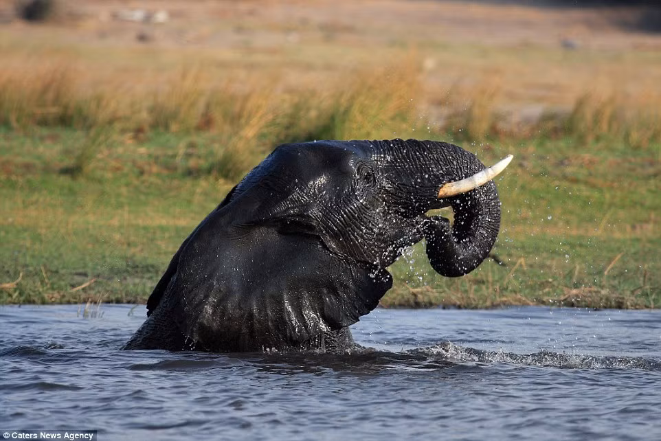 Botswana là quốc gia có nhiều voi nhất châu Phi. Sông Chobe cung cấp nước uống và giải nhiệt cho 50.000 con voi vào mùa khô.