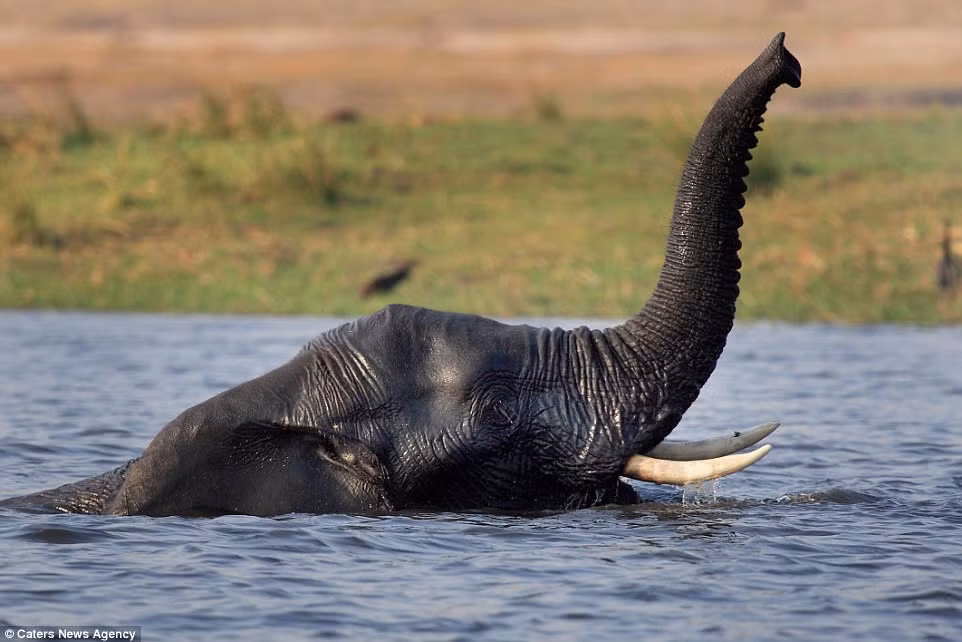 Ngâm mình dưới nước là phương pháp tránh nóng voi châu Phi ưa thích vào mùa hè.