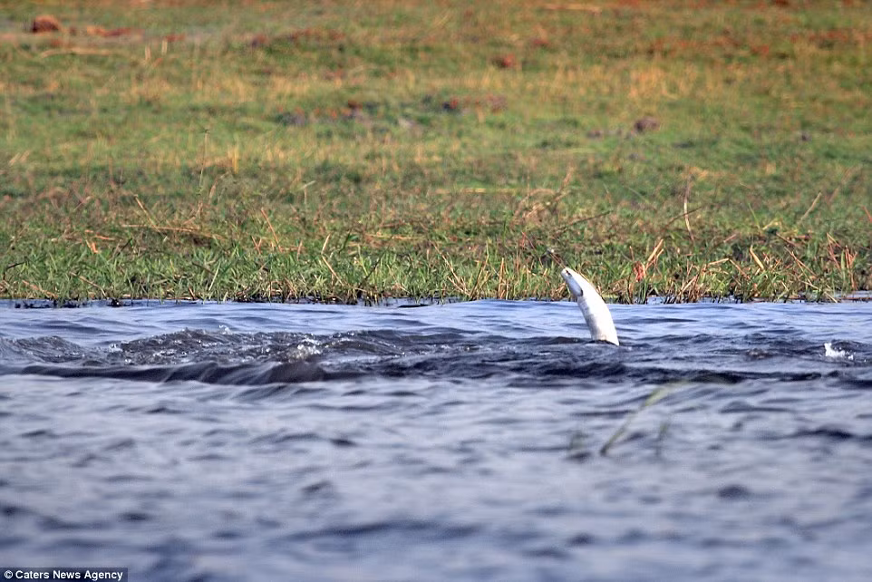 Sau khi sử dụng vòi làm ống thở, voi đã lặn sâu hơn xuống dưới nước và chỉ để lộ một chiếc ngà.