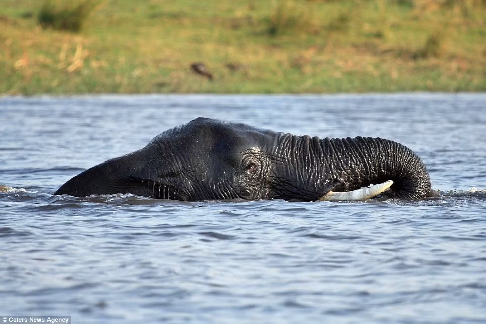Voi tắm mát dưới sông Chobe ở Botswana.