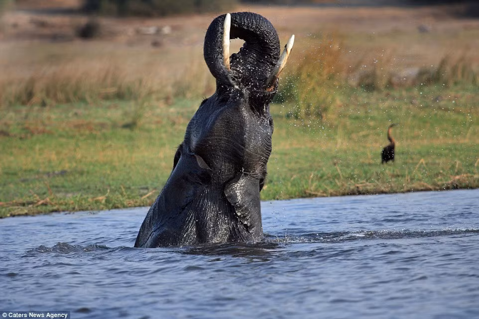 Botswana là quốc gia đi đầu trong cuộc chiến bảo tồn voi ở châu Phi.