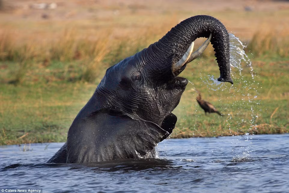 Nơi đây cũng cấm săn bắn và các khu bảo tồn cũng giúp đỡ giúp số lượng voi ở Botswana tăng trưởng nhanh.