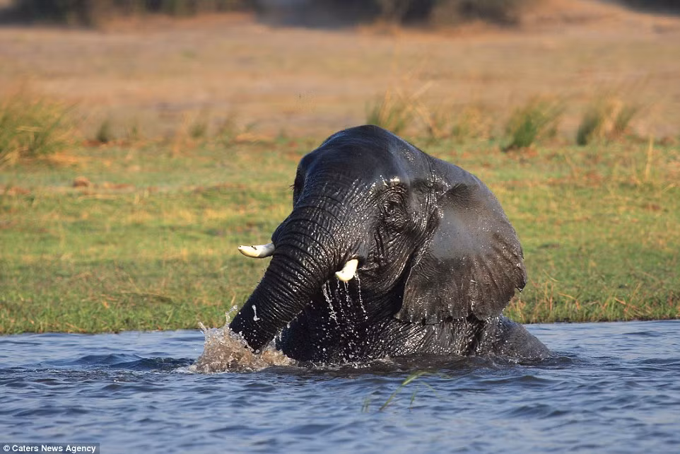 Nhiếp ảnh gia Dominique cho biết: “Rất thú vị khi chứng kiến cảnh tượng voi lặn xuống nước và dùng voi làm ống thở”.