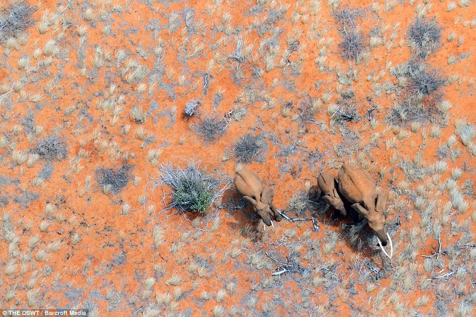 Gia đình voi vội vã bỏ chạy khi phát hiện thấy dấu hiệu bất thường.