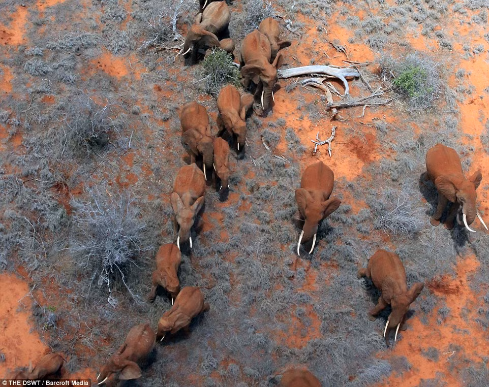 Đàn voi đi dọc khu bảo tồn thiên nhiên Tsavo trong khi chúng cố gắng tìm chỗ tránh nắng vào lúc giữa trưa.