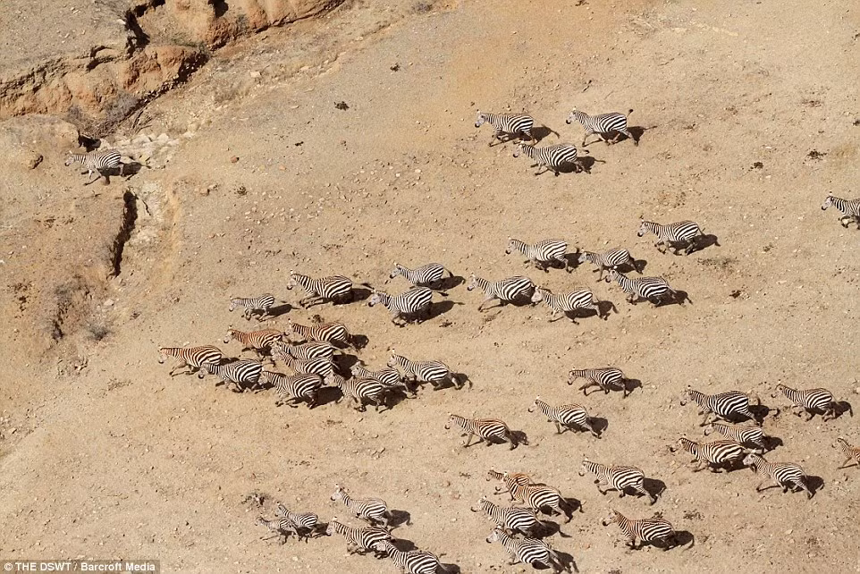 Cả đàn ngựa vằn cùng phi nước đại khi chúng phát hiện dấu hiệu của sự nguy hiểm.