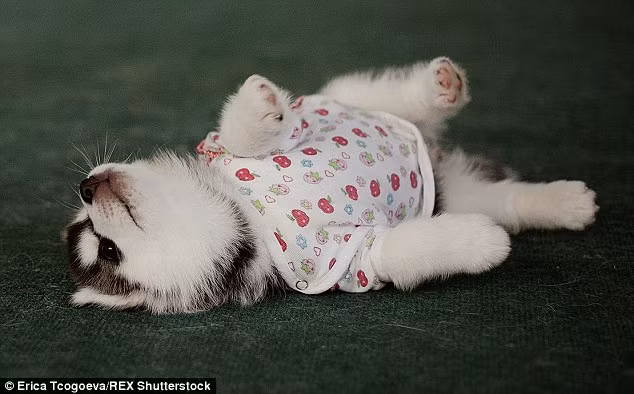 Cún cưng ngộ nghĩnh trong trang phục giống trẻ sơ sinh.