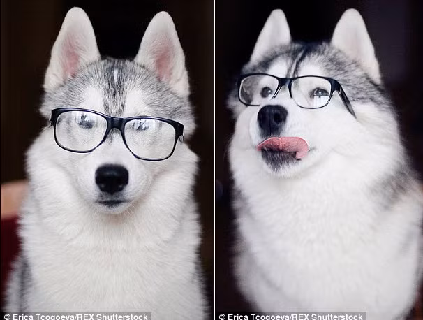 Những chú chó Husky trông dễ thương hơn khi đeo thêm cặp kính thời trang.