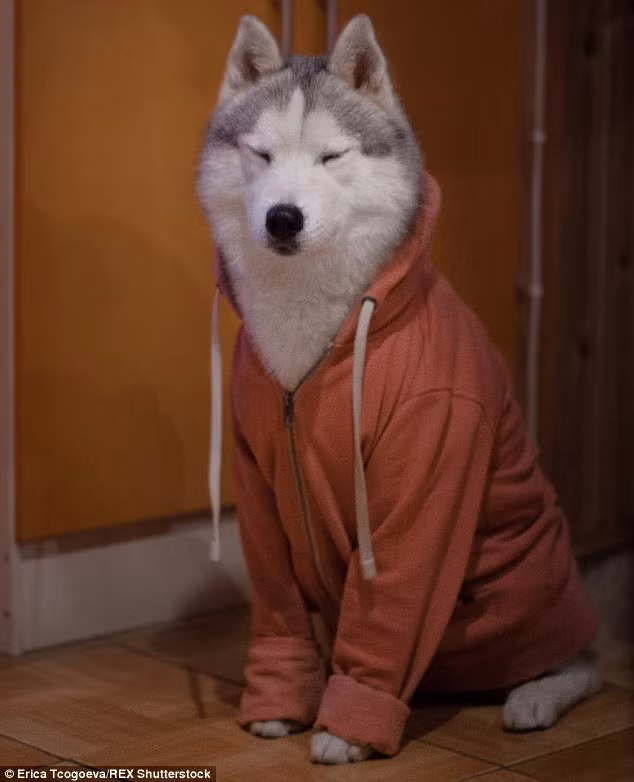 Chiếc áo giúp con chó cưng ấm áp hơn vào sáng sớm.