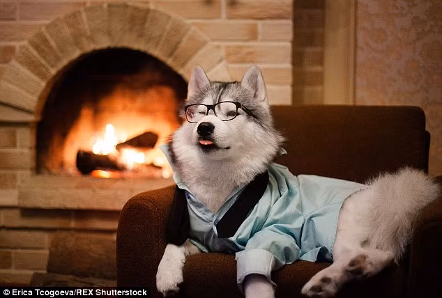 Mặc áo sơ mi giống như nhân viên văn phòng.