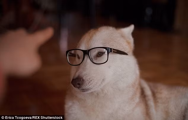 Chú chó này trông như đang suy tư điều gì đó.