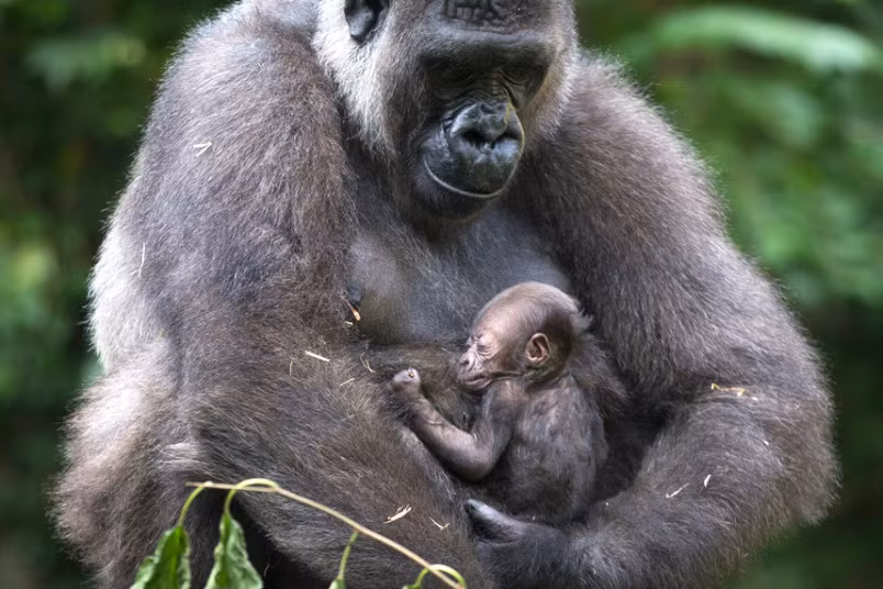 Khỉ đột mẹ ôm con mới sinh trong vườn thú ở Cincinnati, Mỹ.