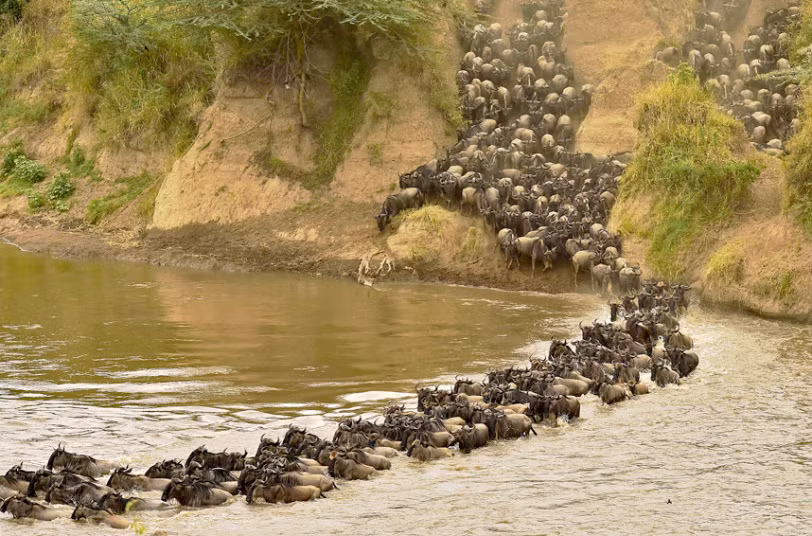 Hàng trăm nghìn con linh dương đầu bò vượt sông trong hành trình di cư hàng năm tới vườn quốc gia Masai Mara, Kenya.