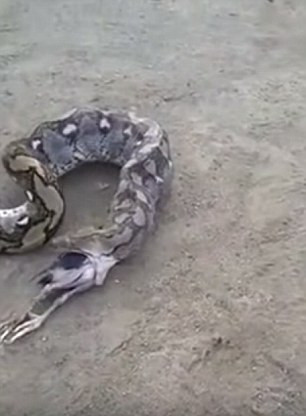 Con trăn uốn éo cơ thể với miệng mở rộng để đẩy con mồi ra ngoài.