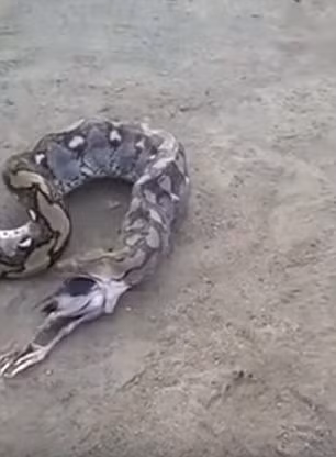 Con trăn uốn éo cơ thể với miệng mở rộng để đẩy con mồi ra ngoài.