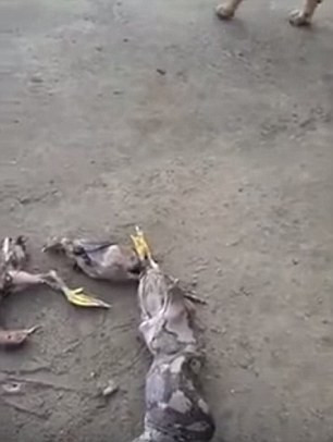 Con trăn đã ợ ra ngoài 5 con chim nó đã nuốt trước đó.