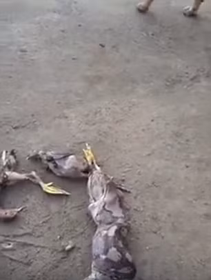 Con trăn đã ợ ra ngoài 5 con chim nó đã nuốt trước đó.